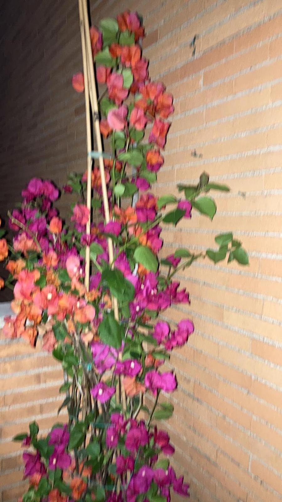 Le Mille E Una Notte 로마 외부 사진